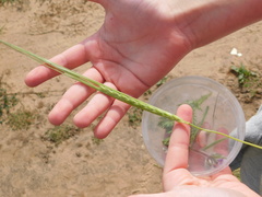Hordeum spontaneum