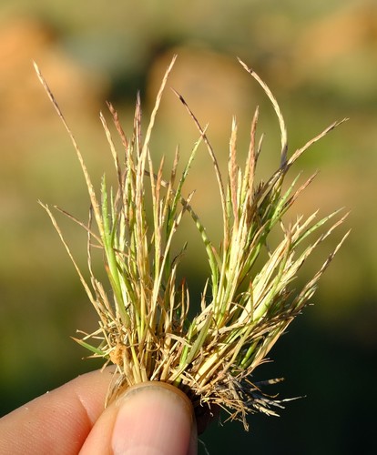 Dwarf Grass (Oropetium capense)