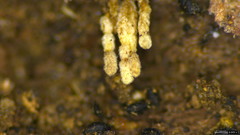 Fungi