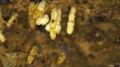 Fungi