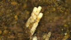 Fungi