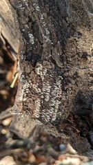 Fungi