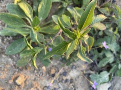 Ruellia drummondiana