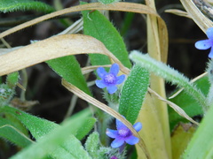 Anchusa aggregata