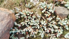 Mossia intervallaris