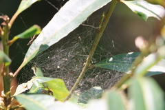 Cyrtophora exanthematica