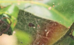 Cyrtophora exanthematica