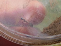 Camponotus fellah