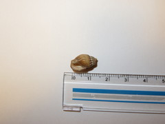 Tritia reticulata