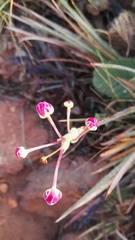 Zaluzianskya elongata