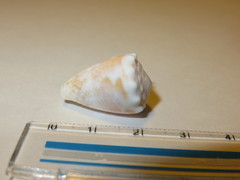 Conus miliaris