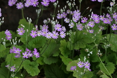 Primula malacoides