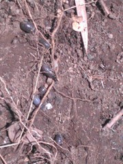Armadillidium vulgare
