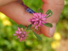 Trifolium tomentosum
