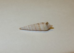 Terebrinae