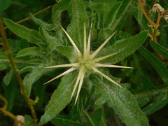 Centaurea procurrens