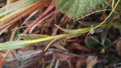 Zaluzianskya elongata