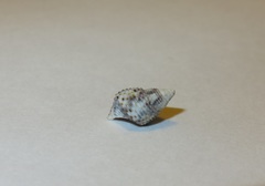 Gastropoda
