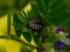 Oxythyrea noemi