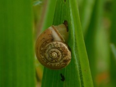 Monacha obstructa