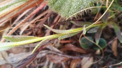 Zaluzianskya elongata