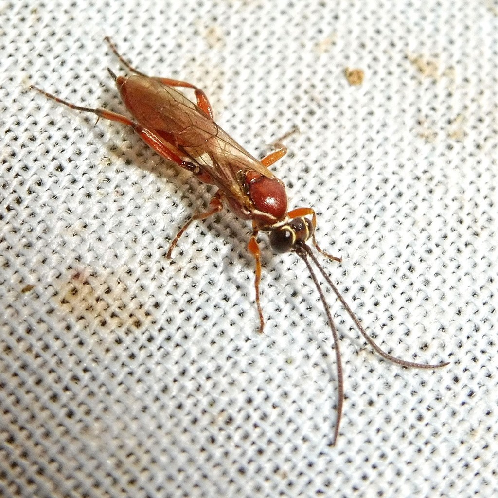 Stenaoplus pictus