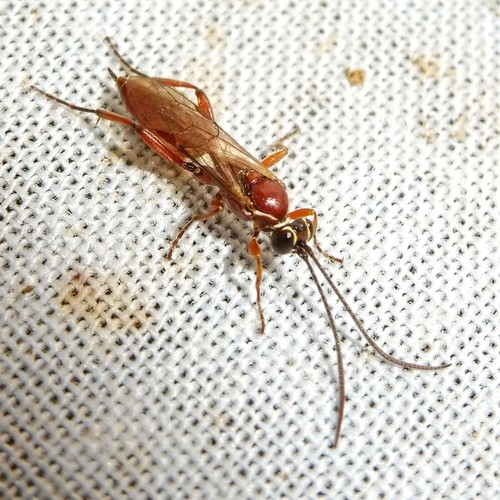 Stenaoplus pictus
