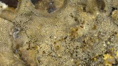 Bjerkandera