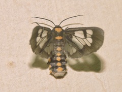 Eressa confinis