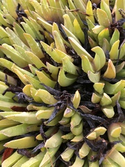 Acrodon