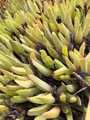 Acrodon