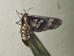 Eressa confinis