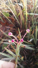 Zaluzianskya elongata