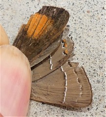 Satyrium favonius autolycus