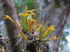 Acianthera sonderiana