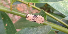 Pompelon marginata