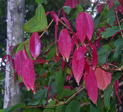 Syzygium erythrocalyx