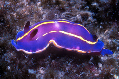 Felimida macfarlandi