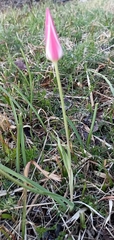 Tulipa clusiana