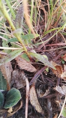 Zaluzianskya elongata