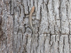 Cryptoblepharus buchananii