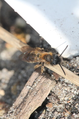Andrena bicolor