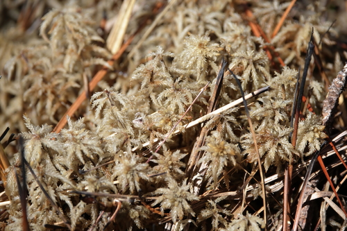 Image of Sphagnum affine by (c) Lauren McLaurin, some rights reserved (CC BY)