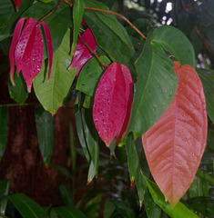 Syzygium erythrocalyx