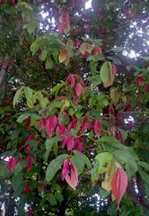 Syzygium erythrocalyx