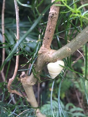 Satsuma albida