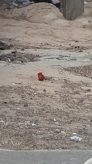 Cardinalis cardinalis