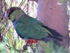 Purpureicephalus spurius