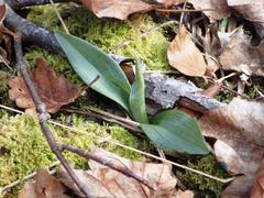 Ophrys insectifera insectifera