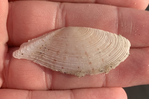 Tellinella mexicana